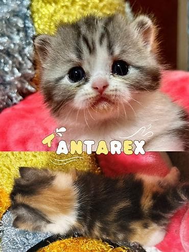 Животные: Чистопородные шотландские котята от красивой привозной пары (Россия) — 4