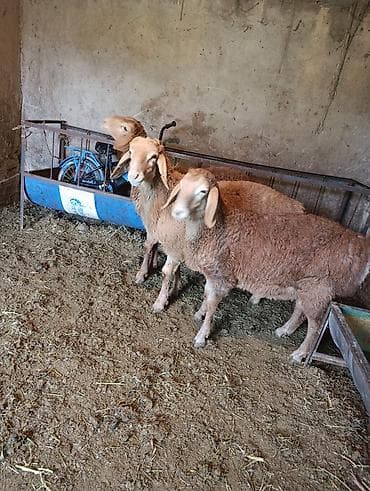 Продаю | Баран (самец) | Эдильбаевская | Для разведения