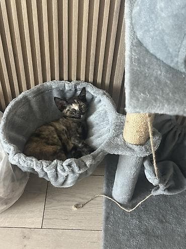 бесплатные шенки: Кошка даром: Беспородная, 3 месяца, Девочка, Приучена к лотку, Проглистована, С прививками — 3