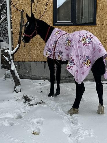 белый брама: Продаю | Конь (самец), Жеребец | Полукровка | Конный спорт — 2