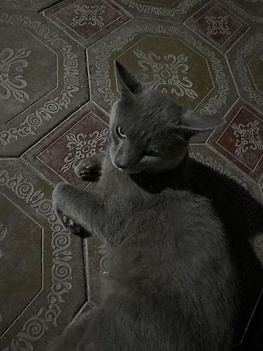 Мышыктар: Кошка серого окраса (короткошёрстная) - Окрас: ровный — 1