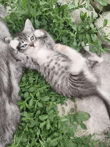 Мышыктар: Шотландские котята - Скоттиш Страйк, помёт из 4 малышей. Родились 27 — 7
