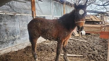 ат байтал: Продаю | Жеребенок | Для разведения — 1