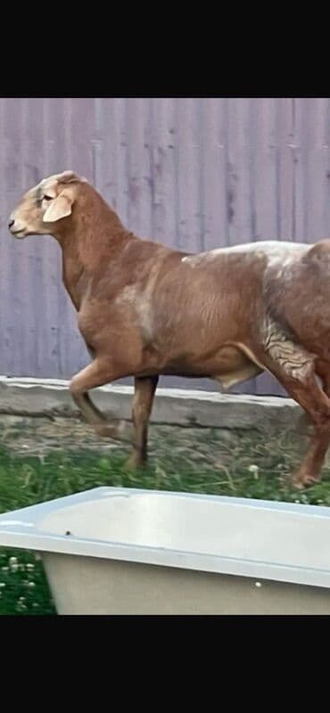 коровы молочной породы купить: Продаю | Баран (самец) | Для разведения | Осеменитель — 1