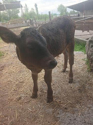 корова голштинской: Продаю | Музоо, торпок | На откорм — 1