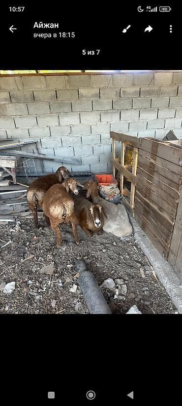 дом для кош: Продаю | Овца (самка) | Для разведения | Матка — 3