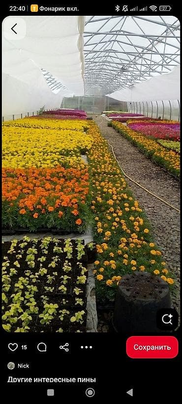 растения цветы: Рассада и цветущие декоративные растения из теплицы - Ассортимент — 1