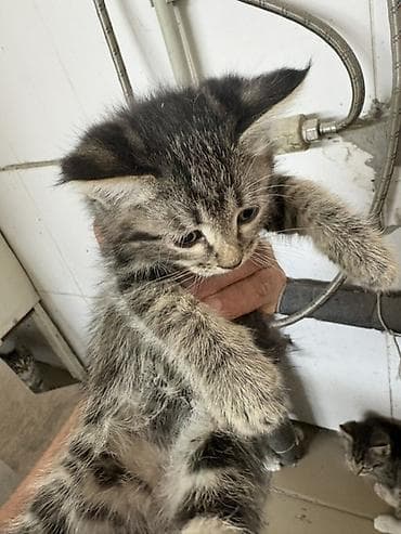 котята в ош: Котята, полосатые табби. - Окрас: серо-коричневый тигровый (табби) с — 3