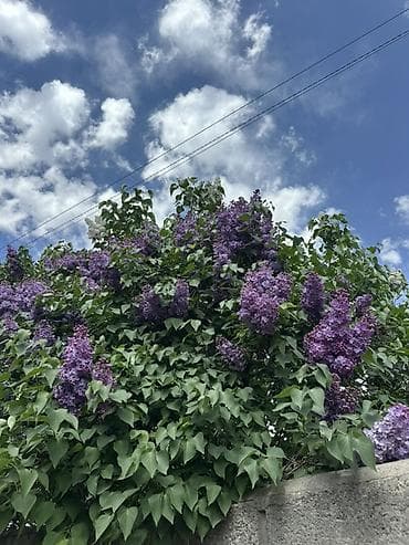 сирени: Продам сирень — 2