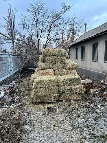 тюк соломы: Клевер срочно за 400 сом 201 шт - Тип: луговое сено, спрессованное в — 6
