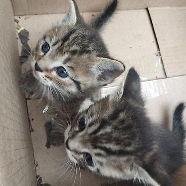 вязка кошек ош: Полосатые котята с голубыми глазами. Окрас — классический тигровый — 1