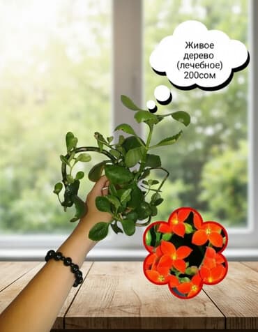 подушка для полетов: Комнатные растения — саженцы и черенки. 1) Живое дерево (лечебное) — — 1