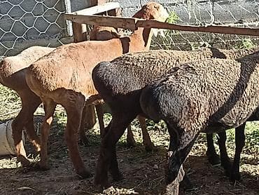 Продам с/х животных: Продаю | Овца (самка) | Для разведения — 9