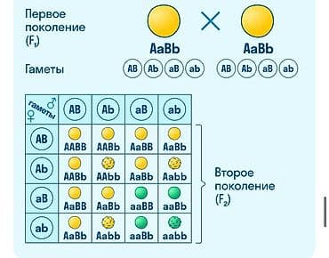 Репетиторы школьной программы: Репетитор по биологии и химии подготовка к ОРТ подготовка с нуля — 1