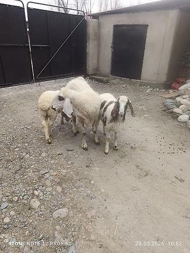 дикая утка: Продаю | Овца (самка) | На забой | Матка — 5