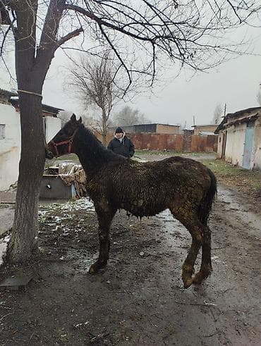 бээ кобыла тай: Продаю | Жеребенок | Рабочий | Племенные — 4