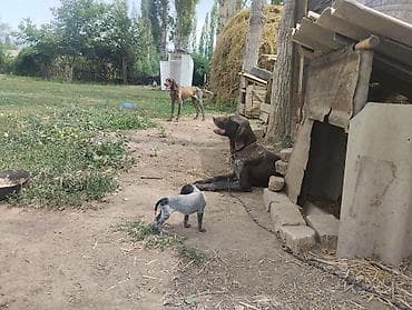 охотничии собаки: Щенки охотничьей породы (похожи на курцхаара/легавую) от рабочих — 3