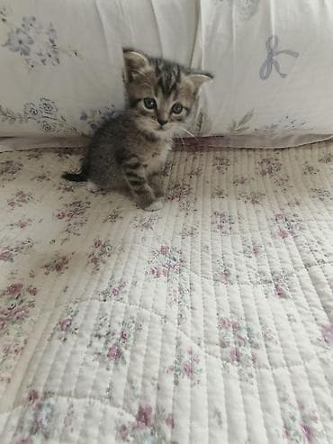 Британские котята, помёт из 4 малышей: 3 девочки и 1 мальчик - — 2
