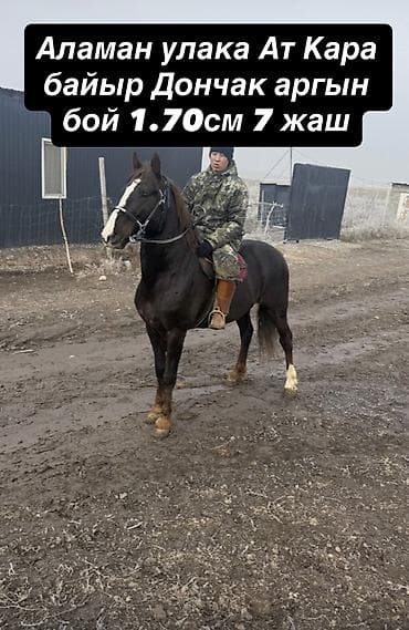 бээ дончак: Продаю | Жеребец | Дончак | Для разведения, Конный спорт — 1