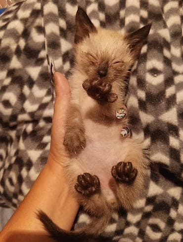 Котёнок с колор-пойнт окрасом (типа сиамского). Короткая светлая — 3