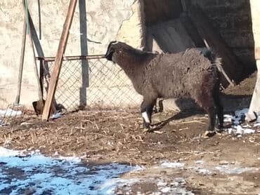 кролик декоративные: Продаю | Ягненок | Для разведения — 2