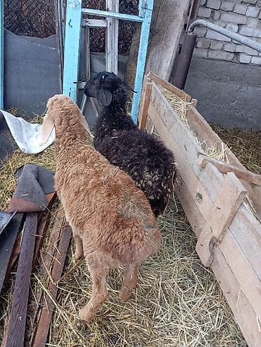 маяк ат: Продаю | Ягненок | Арашан, Романовская | Для разведения | Осеменитель — 3