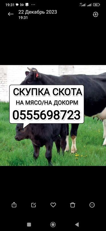 Куплю | Коровы, быки, Лошади, кони, Другие с/х животные | Круглосуточно, Любое состояние, Забитый