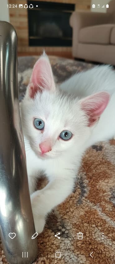 купить породистых котят: Отдам даром.Белоснежные котята с разными глазами (гетерохромия): один — 1