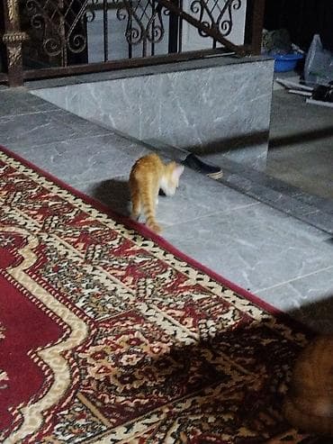 Мышыктар: Домашние котята Описание: - Оба котёнка с короткой шерстью — 5
