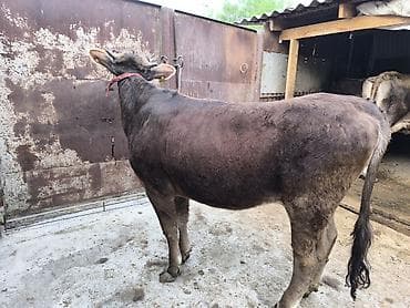 монгол ат: Продаю | Бык (самец) | Алатауская | На откорм | Привязанные — 4