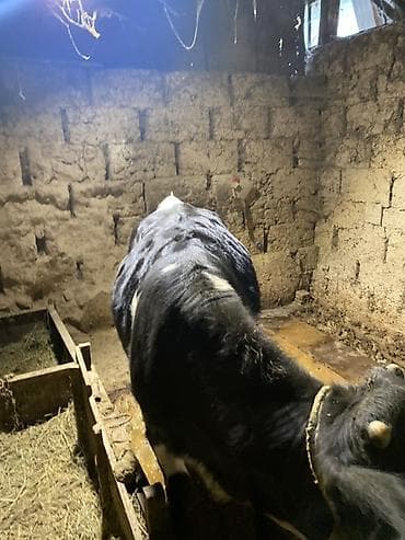 Продаю | Бык (самец)