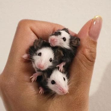 Декоративные кролики: Продаются хомячки джунгарские, сирийские, ангорские пушистые хомячки — 5