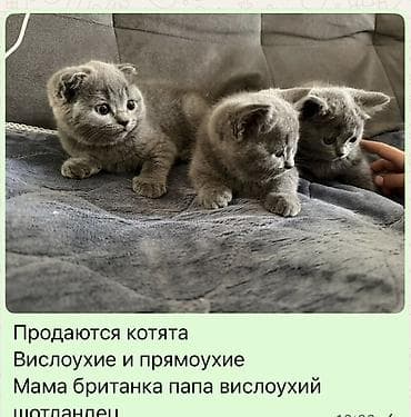 сфинкс кот: Скотиш Фолд (Шотландская вислоухая), 2 месяца, Девочка, Голубой, Приучена к лотку — 1