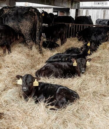 породистые собаки в бишкеке: Продаю | Корова (самка), Бык (самец), Тёлка | На откорм, На забой, Для разведения | Племенные — 1