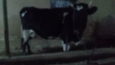 коврики для коров: Продаю | Корова (самка) | Голштин, Аулиекольская | Для молока | Стельные — 8