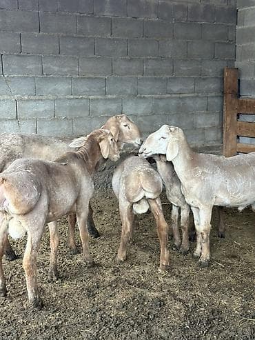 боолер: Продаю | Баран (самец), Ягненок | Арашан | Для разведения, Для шерсти, На забой | Осеменитель, Племенные — 4