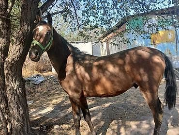 уй галштин: Сатам | Байтал | Көбөйтүү үчүн — 4