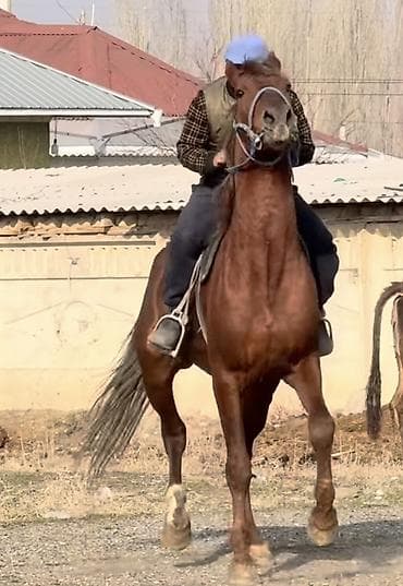 Услуги ветеринара: Продаю | Конь (самец) | Рабочий — 6