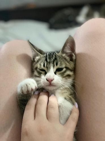 сибрайт карлик: Котёнок, короткошёрстный, тигровый табби. - Окрас: серо-коричневый — 5