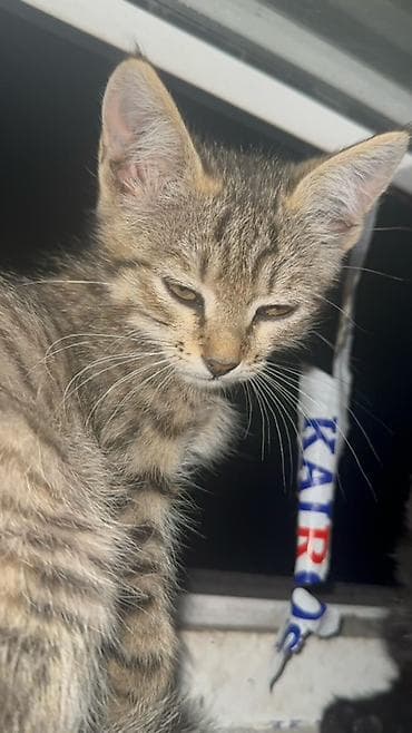 грызуны домашние: 🐱 Отдам котят в добрые руки БЕСПЛАТНО! Даром 😔💔. Очень срочно! Ищем — 8