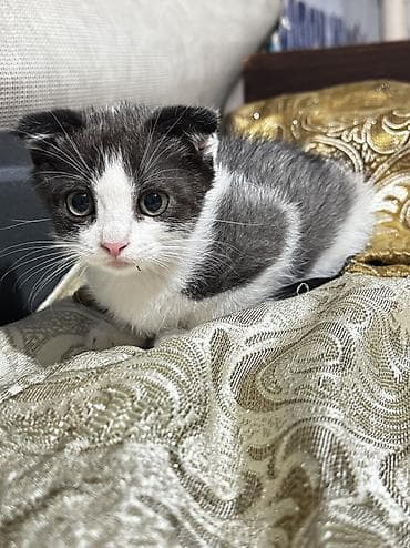 котенок скотиш фолд: Шотландские вислоухие котята (Scottish Fold) - Окрас: один бело-серый — 3