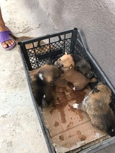 цена собаки хаски: Отдам щенков в хорошие руки западно-сибирская лайка (мать) Щенки — 3