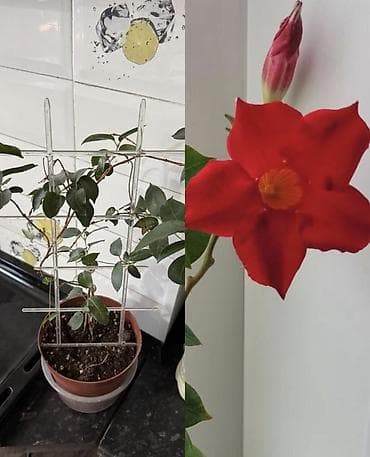 Дипладения 🌺-350 Гибискус неприхотливый Хлорофитум 450 Тунбергия at lalafo.kg Дипладения 🌺-350 Гибискус неприхотливый Хлорофитум 450 Тунбергия