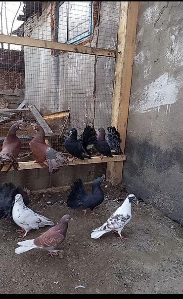 голубей бишкек: Павлины-голуби (декоративные) цена за пару 2500 тыс сом обращаться по — 1