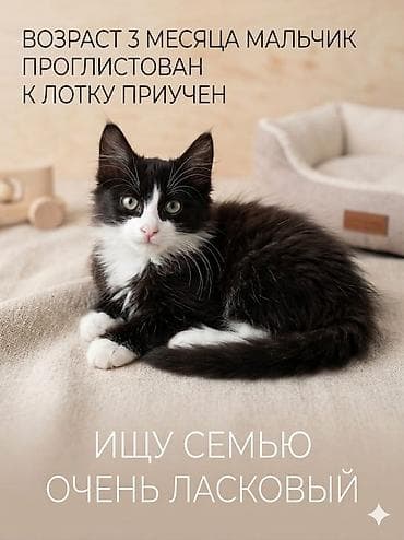 Мышыктар: Мышык бекер берилет: Породасыз, 3 айлык, Эркек, Лотокко барууга үйрөтүлгөн — 1