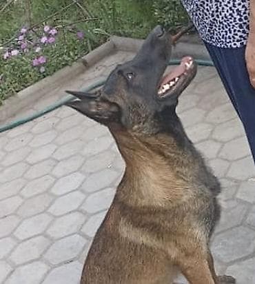 щенки питбуля: ❗️Потерялась собака — бельгийская овчарка (малинуа). По кличке СЁМА❗️ — 2