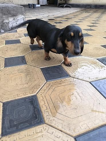 куплю собаку лабрадор: Карликовая Такса,1.5года. Гладкошерстная, окрас черно‑подпалый. Очень — 2