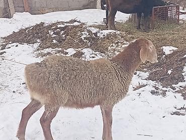 рабочие лошади: Продаю | Овца (самка) | Для разведения | Ярка — 4