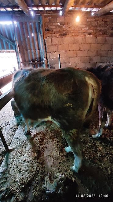 лошадь бишкек: Продаю | Бык (самец) | Полукровка | На откорм | Привязанные — 2