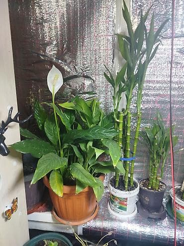 Комнатные розы: Комнатные растения для дома и офиса: - Спатифиллум (женское счастье) — 1